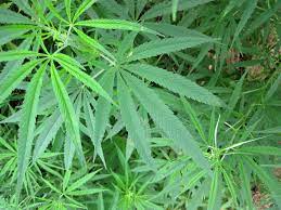 Cannabis Myths